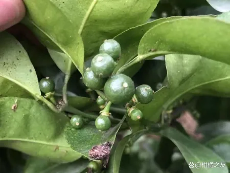 上海三大助孕机构排名榜（柑橘控夏梢最佳办法）柑桔如何控制夏梢生长，